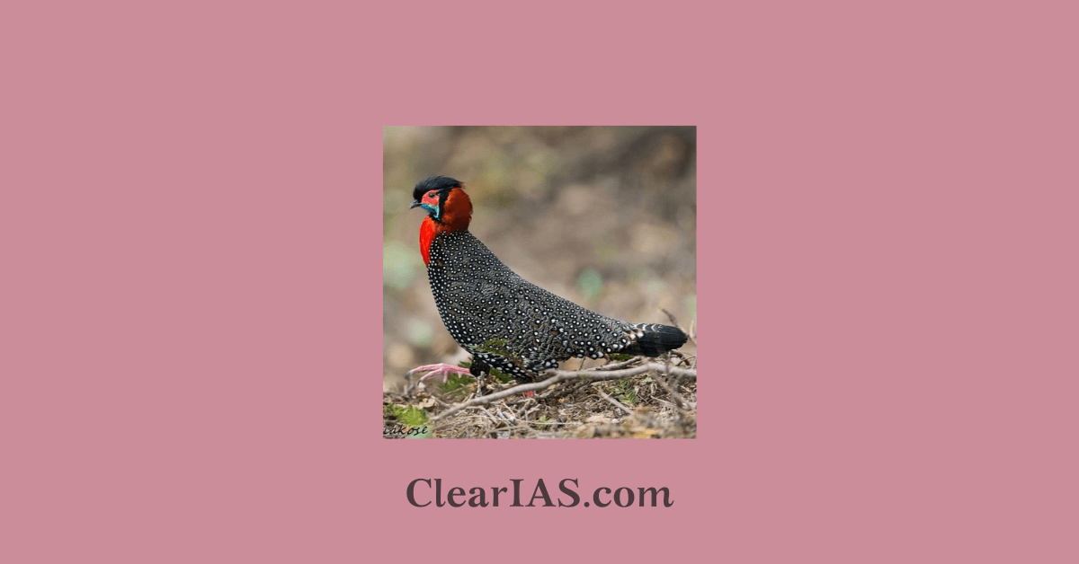 Captive Breeding Stabilization of Western Tragopan population