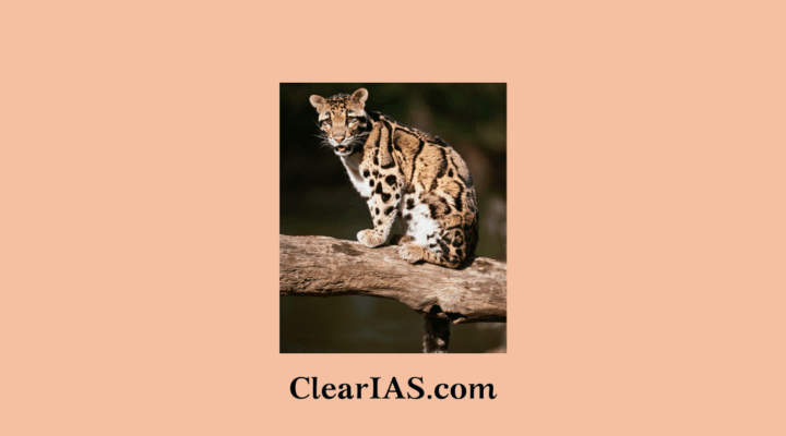 Clouded Leopard Conservation Action Plan