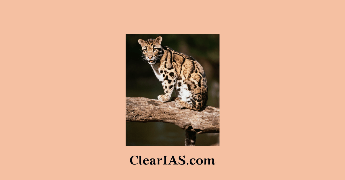 Clouded Leopard Conservation Action Plan