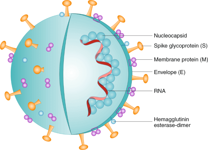 Covid19 Structure