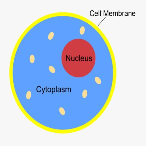 Cytoplsm