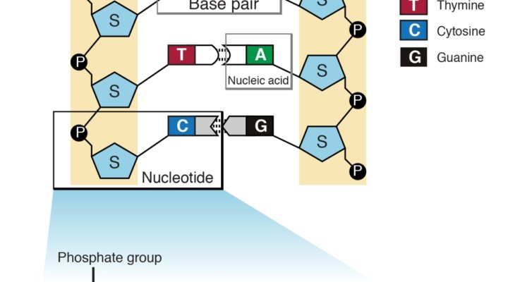 DNA and Nucleotide - Genome India Project