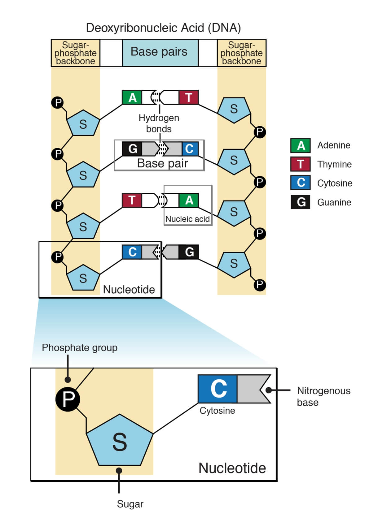 DNA and Nucleotide - Genome India Project