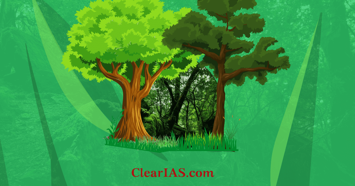  forest 