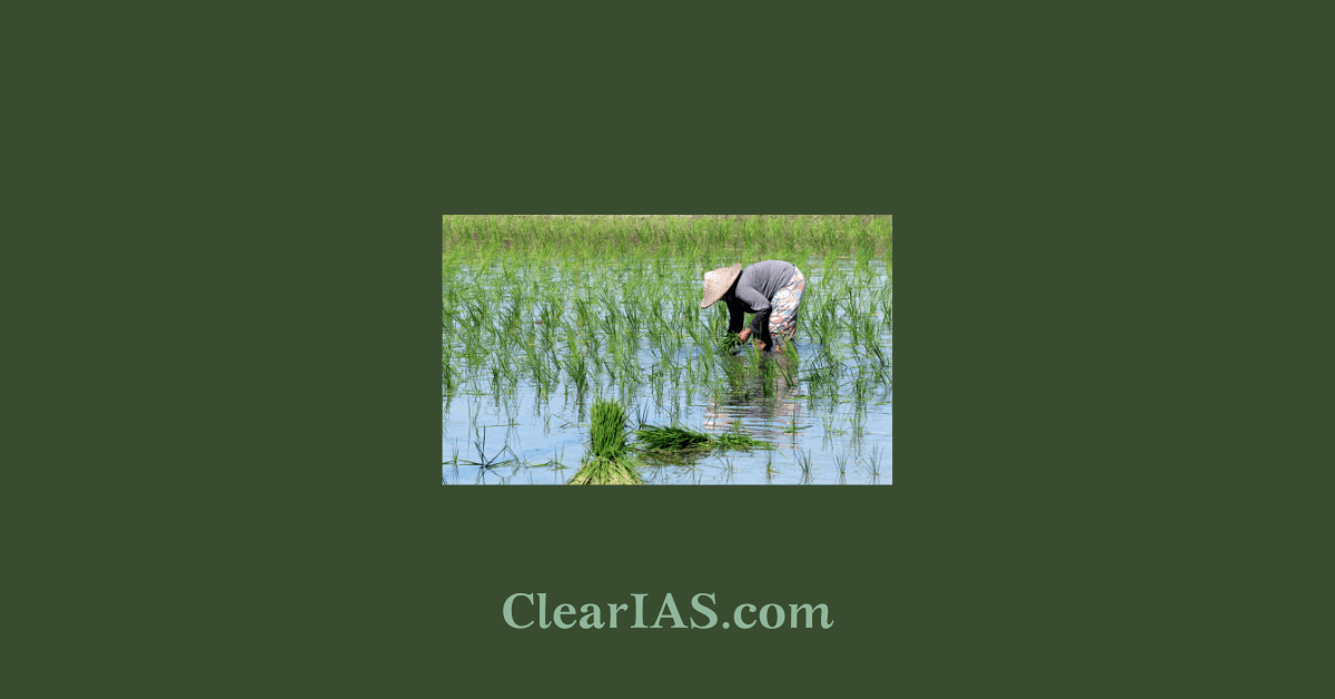 Direct Seeding of Rice