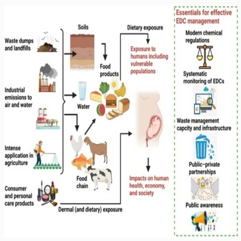 Endocrine-disrupting chemicals (edcs) - clearias