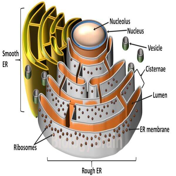 Endoplasmic recticulam