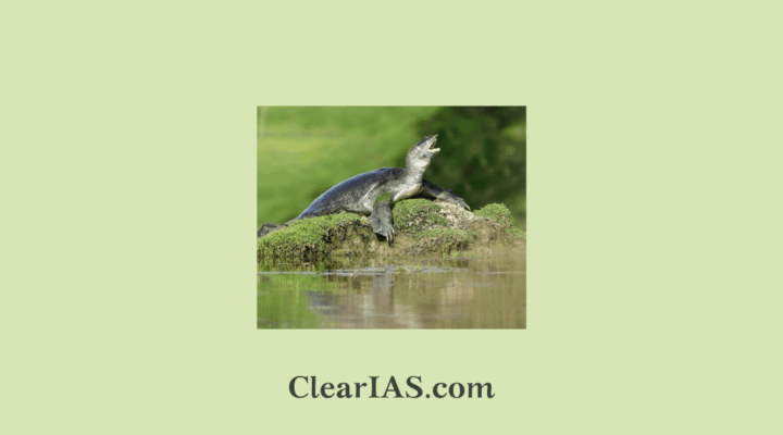 Ganges Soft-shell Turtle
