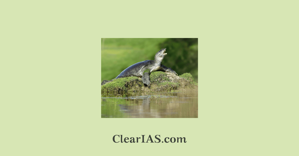 Ganges Soft-shell Turtle
