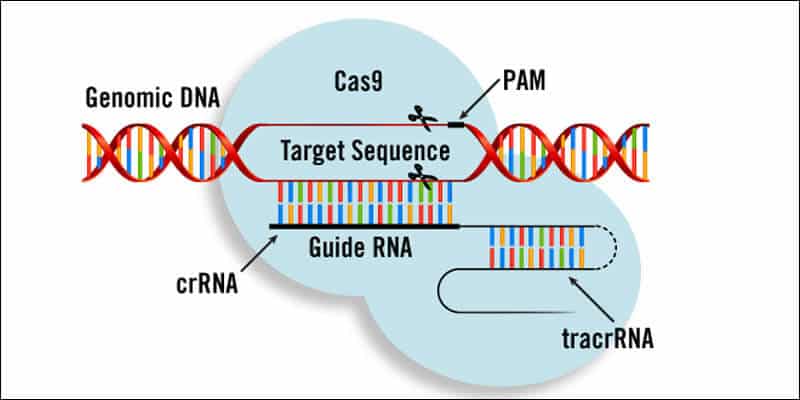 Gene Editing