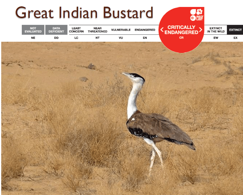 Great Indian Bustard