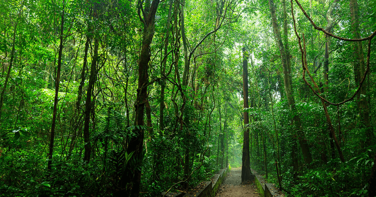 Iringole Kavu