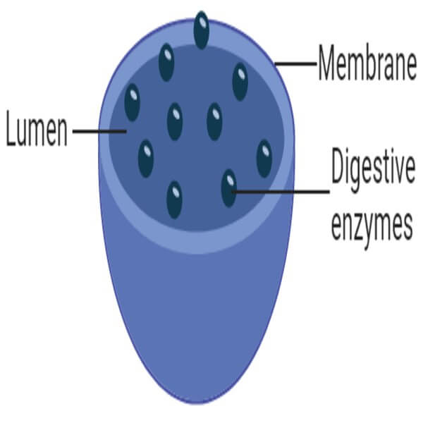 Lysosomes