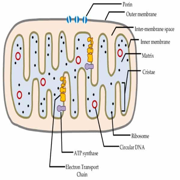 Mitochondria