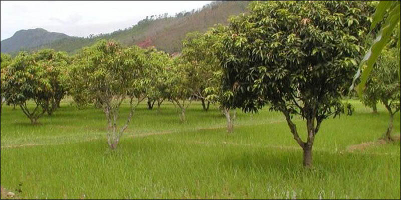 National Agroforestry Policy