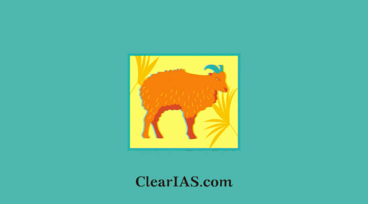 Nilgiri Tahr