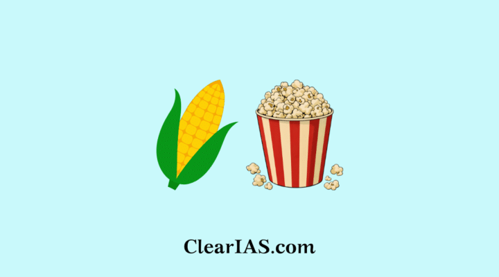 Non-GMO High-Expansion Popcorn Maize Hybrid