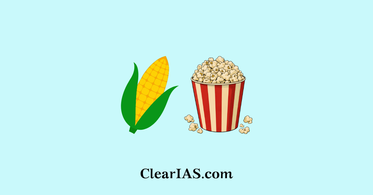 Non-GMO High-Expansion Popcorn Maize Hybrid