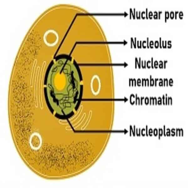 Nucleus
