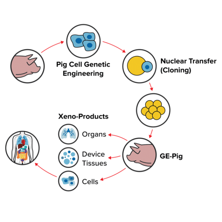 xenotransplantation advantages and disadvantages essay