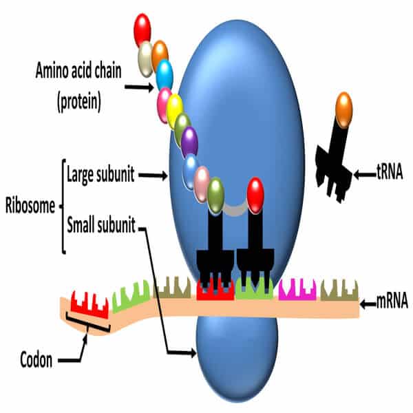 Ribosomes