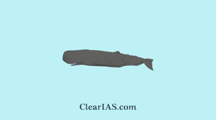 Sperm Whales