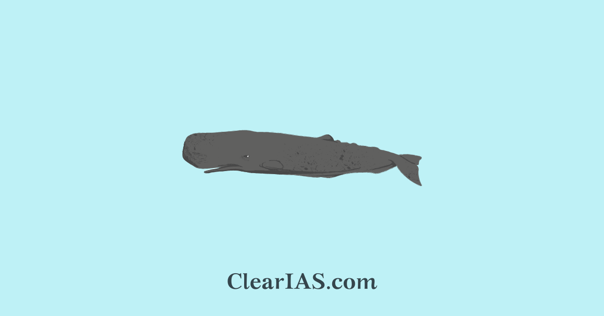 Sperm Whales
