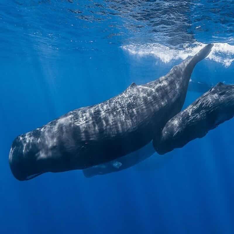 Sperm whale