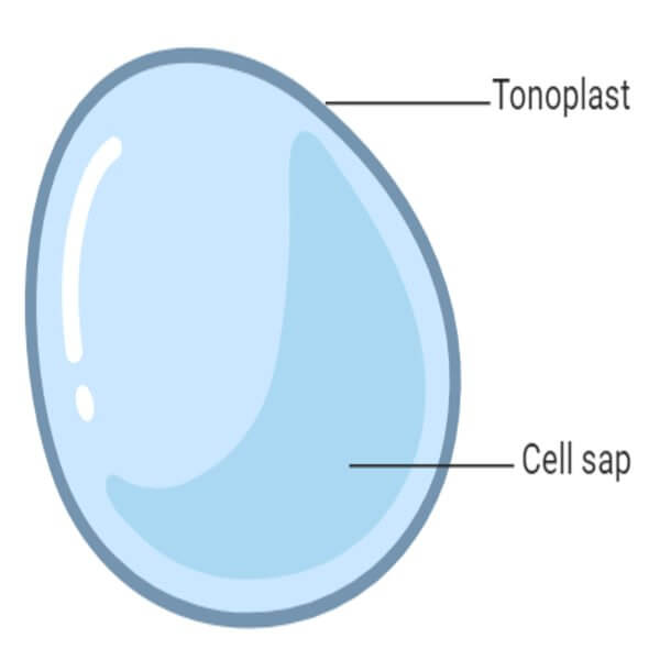 Vacuole
