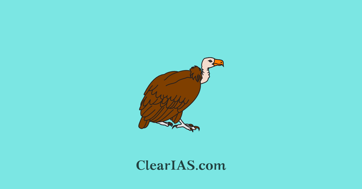 Vulture conservation
