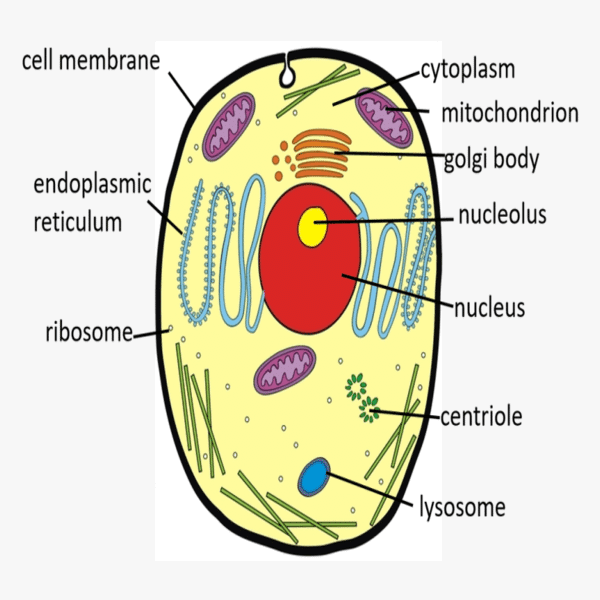 animal cell