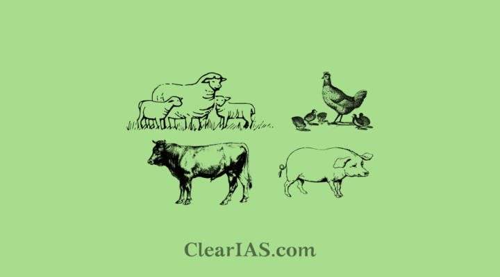 animal rearing