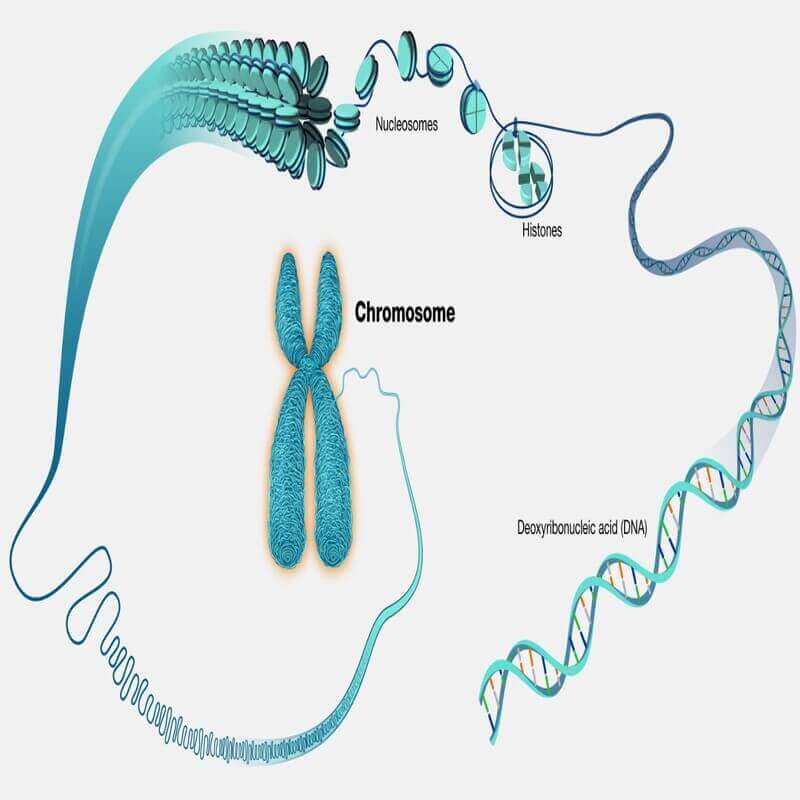 Chromosome and Chromosomal Disorders in Humans - ClearIAS