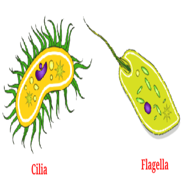 cilia and flagella