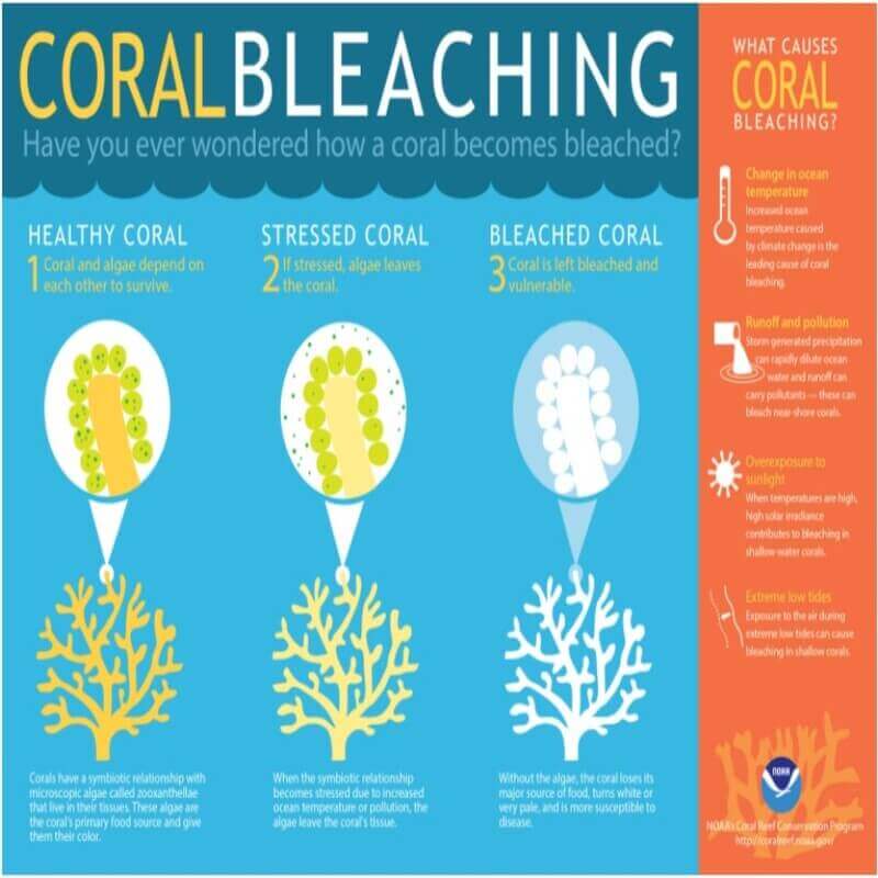 coral bleaching