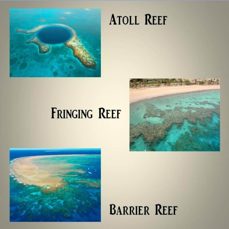 coral reef types