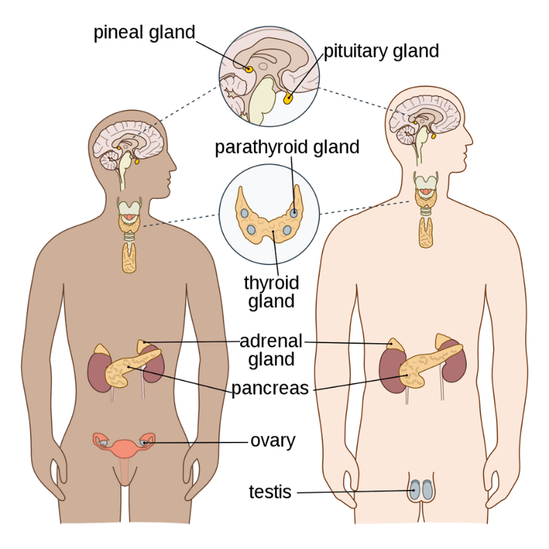 endocrinology new research topics