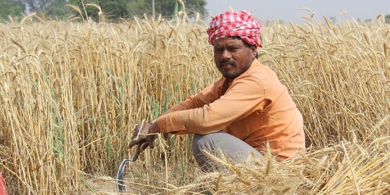 farmers' suicides in India