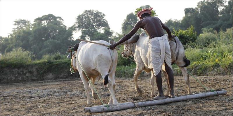 farmers' suicides in India