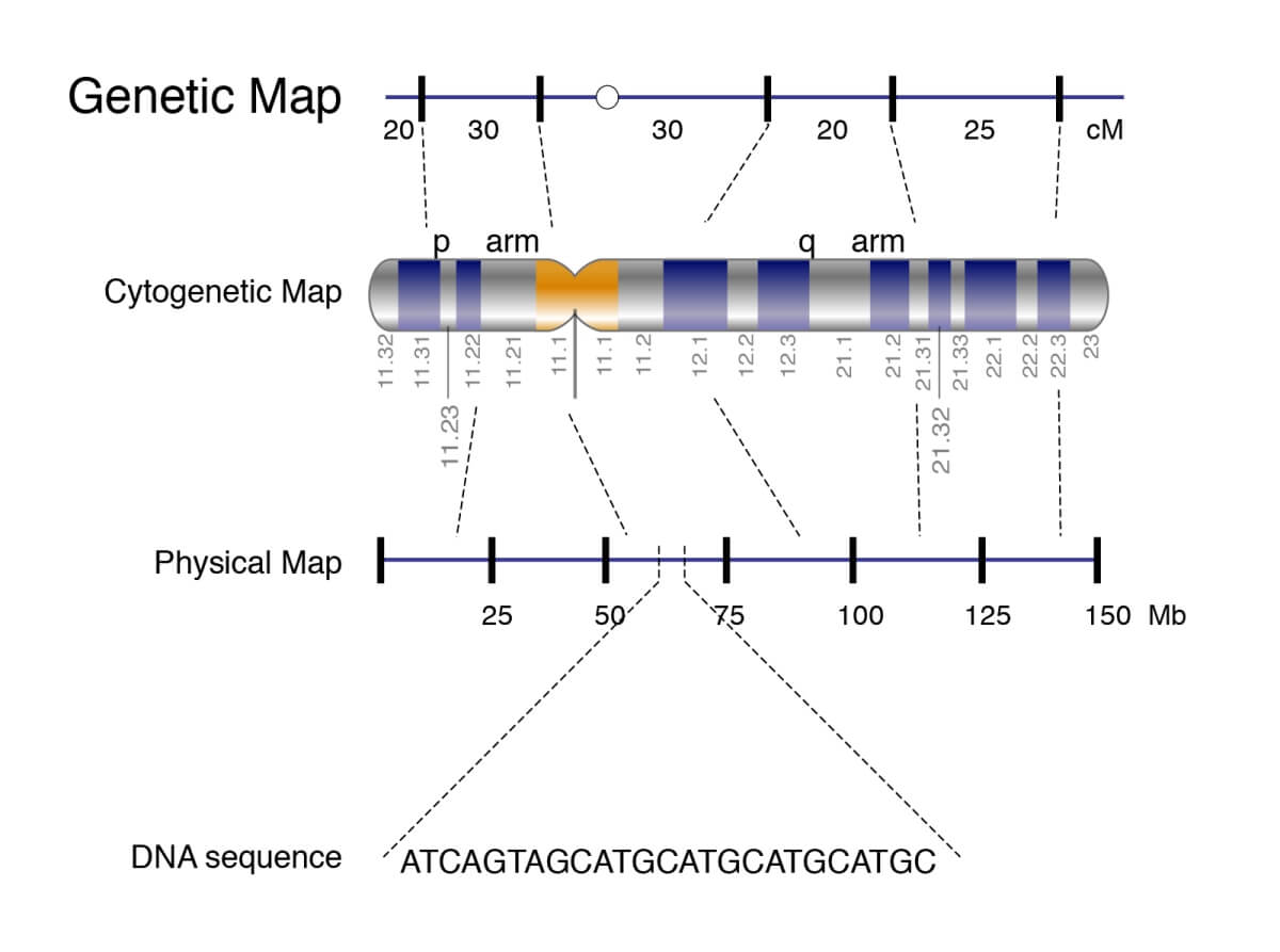 Physical Map vs Cytogenic Map vs Genetic Map