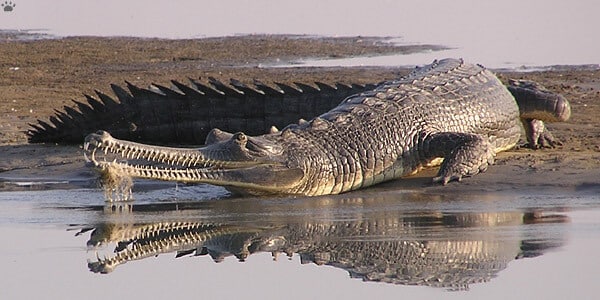 Gharial (fish eating crocodile)