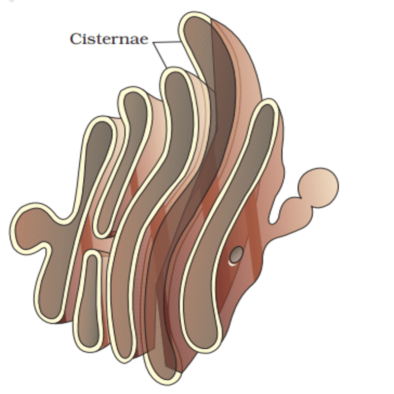 golgi apparatus