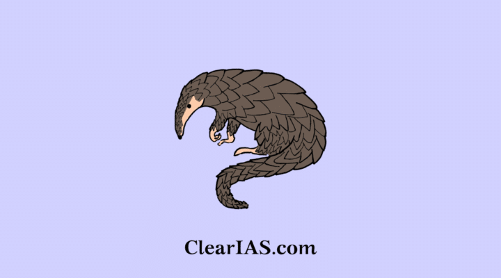 himalayan pangolin