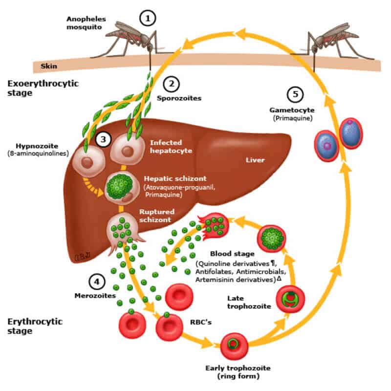 malaria