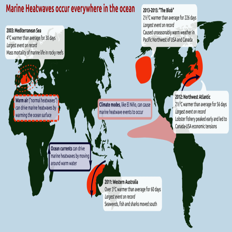 marine heatwaves infographic