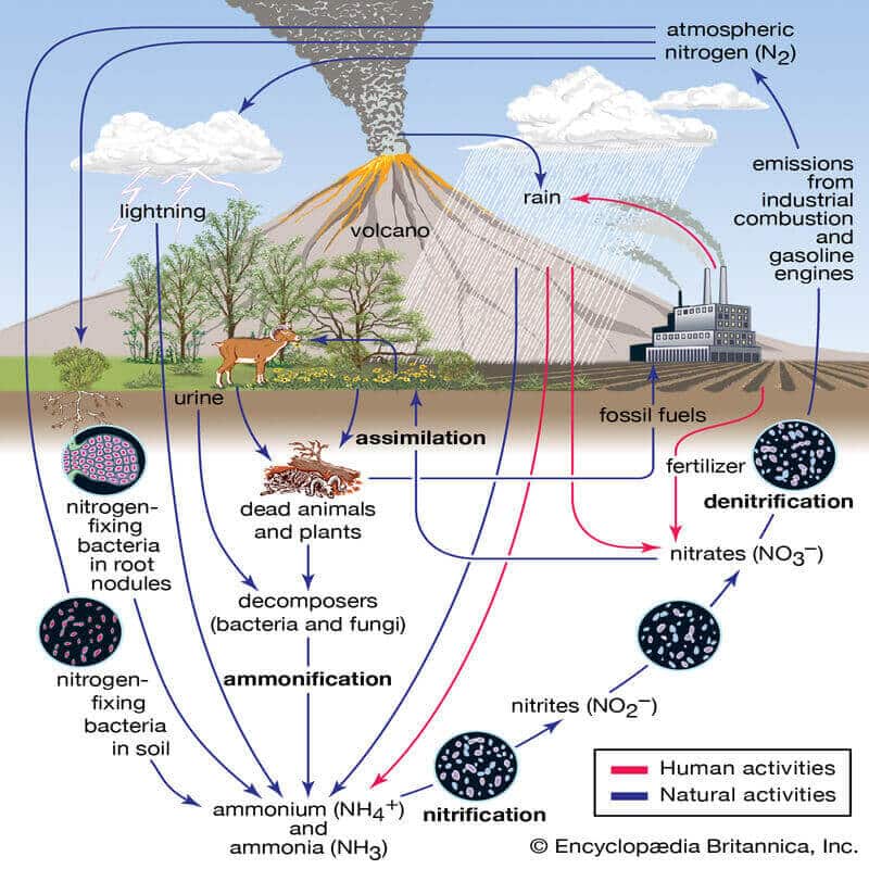 nitrogen cycle