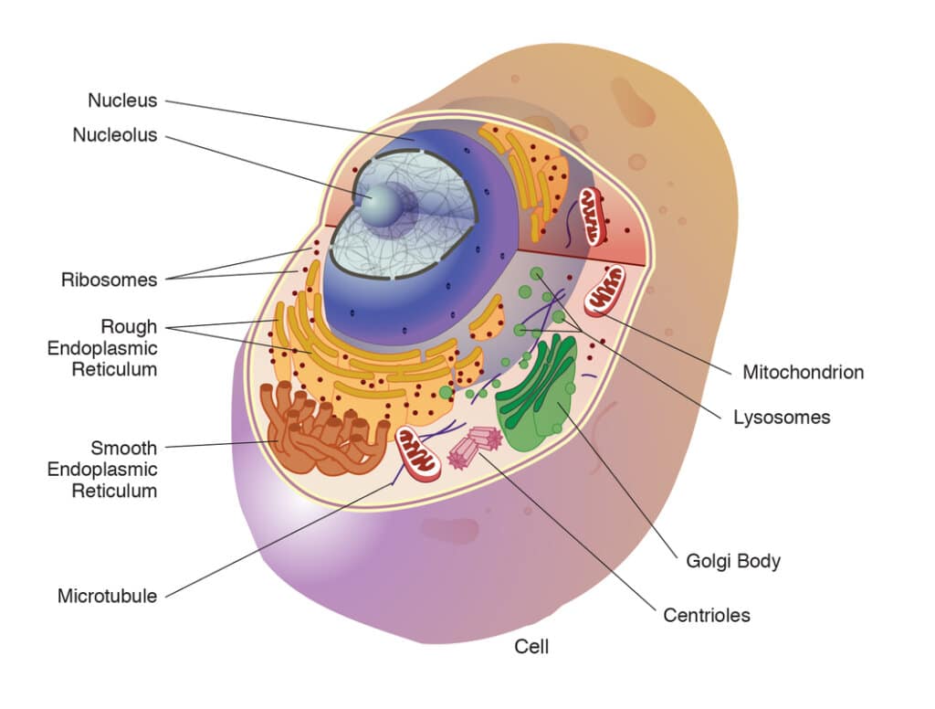 Cell and Cell Organelles ClearIAS