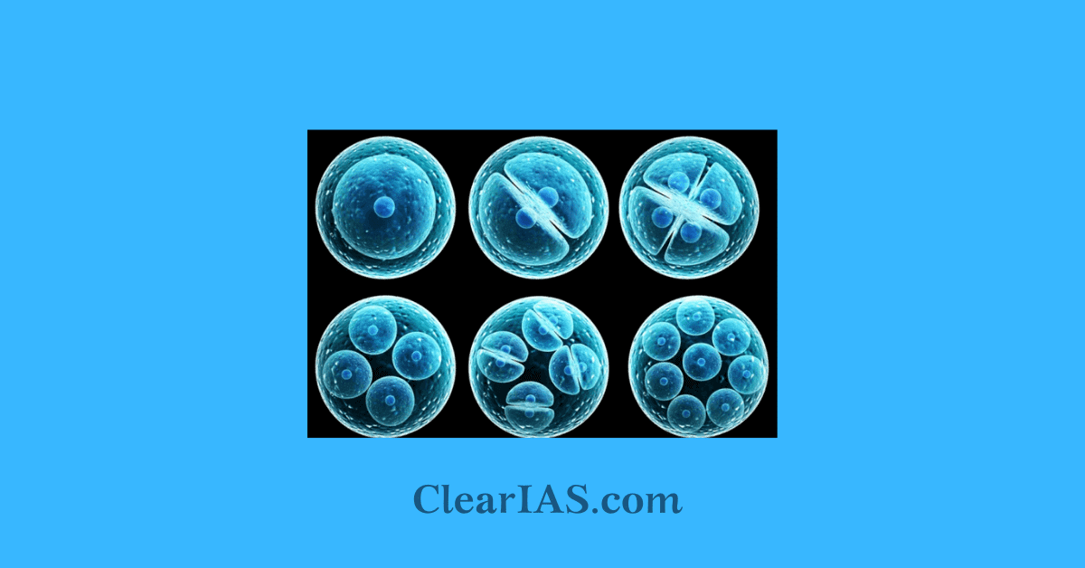 stem cells