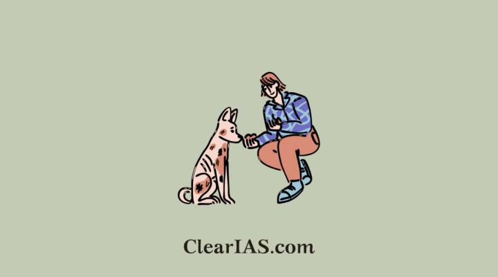 stray dogs management