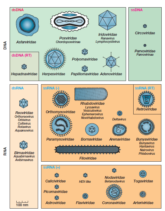 short note on virus